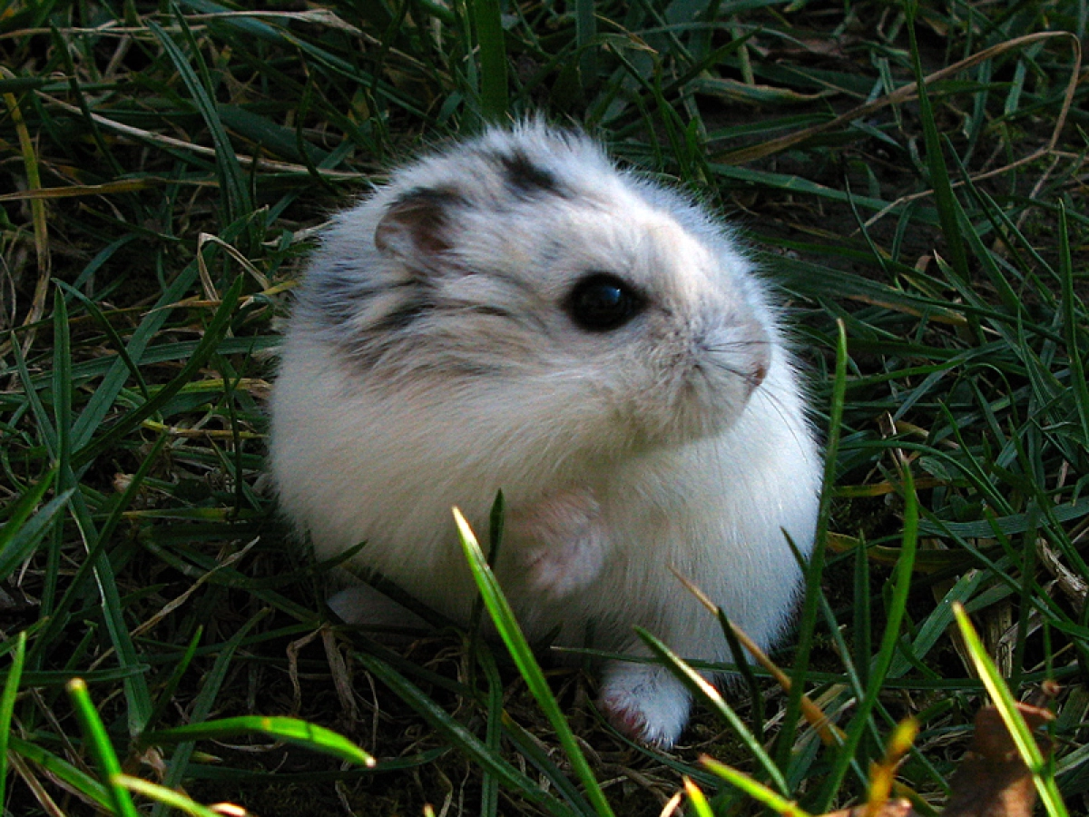 Wanted Hamster